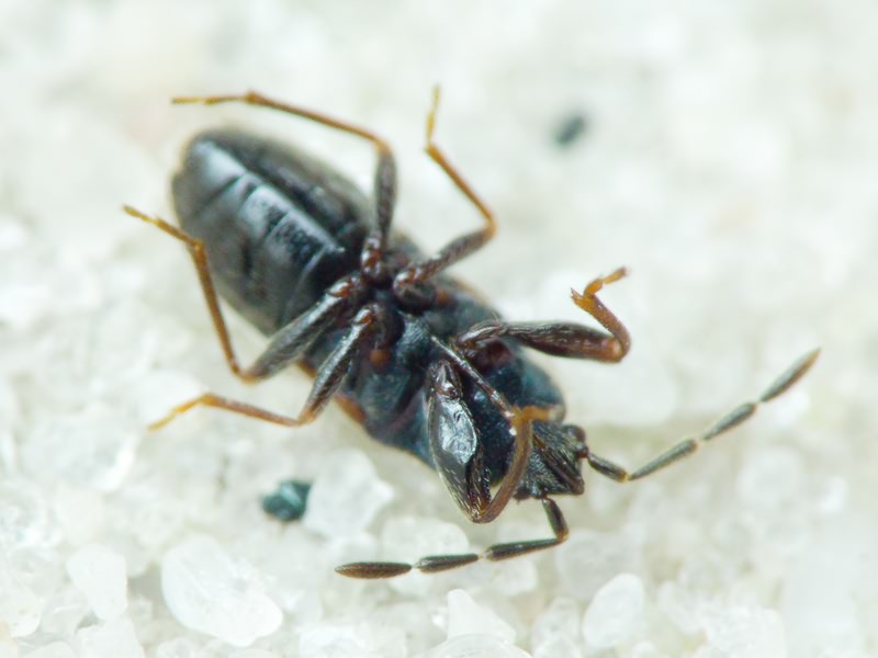Tropistethus holosericus (Scholtz, 1846)
